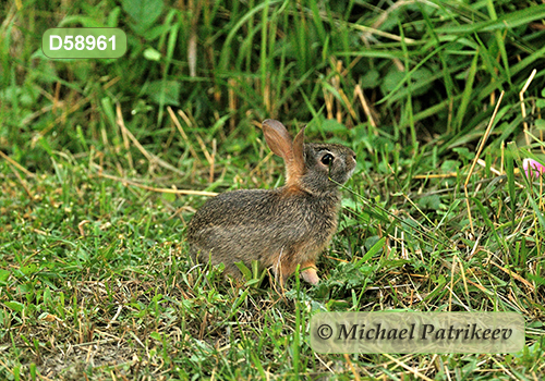 Eastern Cottontail (Sylvilagus floridanus)